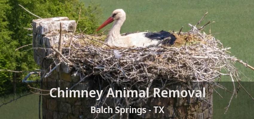 Chimney Animal Removal Balch Springs - TX