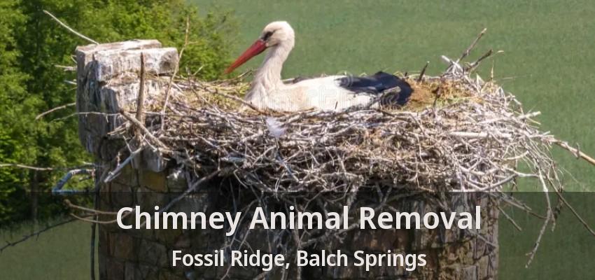 Chimney Animal Removal Fossil Ridge, Balch Springs - TX
