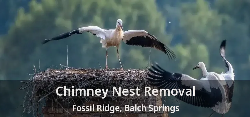 Chimney Nest Removal Fossil Ridge, Balch Springs - TX