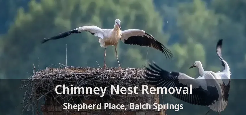 Chimney Nest Removal Shepherd Place, Balch Springs - TX