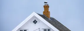 Chimney Nest Removal Balch Springs